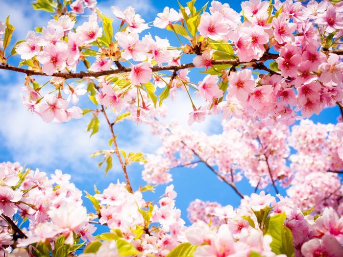 Nature___Seasons___Spring__Beautiful_spring_flowering_forest_065890_2